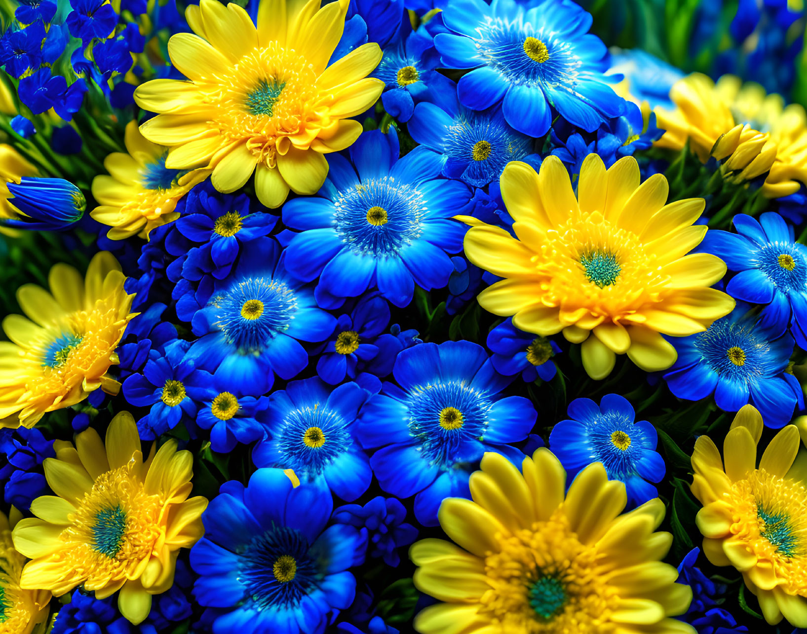 Colorful Floral Arrangement: Blue Cineraria & Yellow Gerbera Daisies