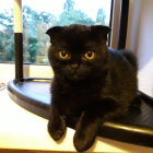 Black Cat with Green Eyes Resting on Wooden Window Seat in Sunlit Room