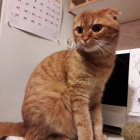 Two animated orange tabby cats in a kitchen, one standing alert and the other peeking shyly