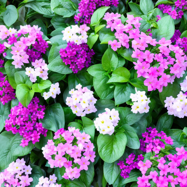 Vibrant Pink and White Flower Clusters in Lush Green Garden
