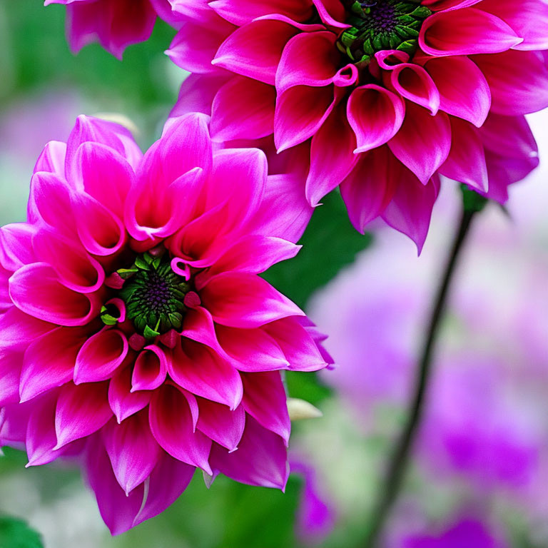 Vibrant Pink Dahlias with Layered Petals on Blurred Background