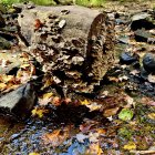 Miniature Fairy House in Forest with Stream and Colorful Mushrooms