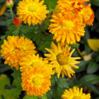 Fairy figurine among yellow flowers and greenery