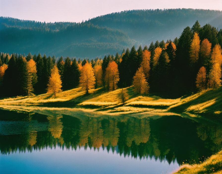 Golden Autumn Trees Reflecting in Calm Lake Amid Evergreen Forest