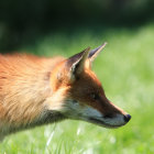 Detailed Red Fox Profile on Green Background with White Flowers
