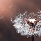 Detailed Close-up: Dandelions Seeds in the Wind