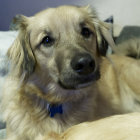 Colorful Highlighted Dog with Contemplative Expression Next to Smaller Dog