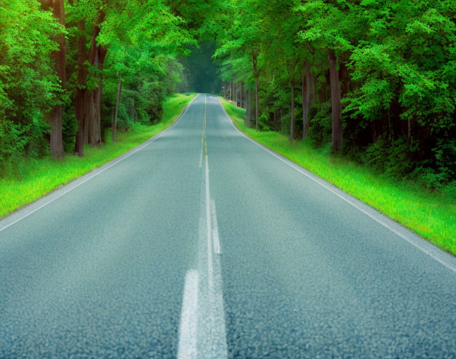 Tranquil road through lush green forest