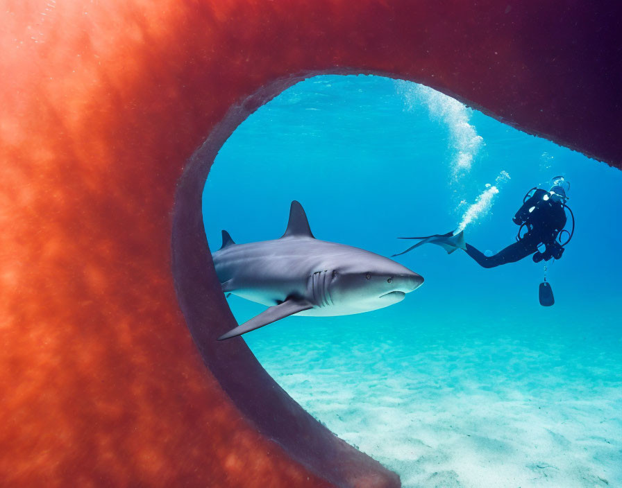 Underwater diver observes shark swimming through coral arch