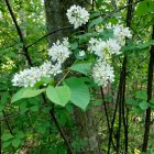 White Flowers Among Green Leaves on Intertwining Branches with Moss