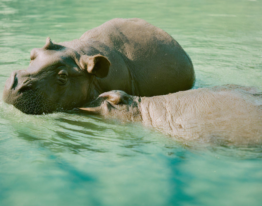 Tranquil half-submerged hippopotamus in greenish water