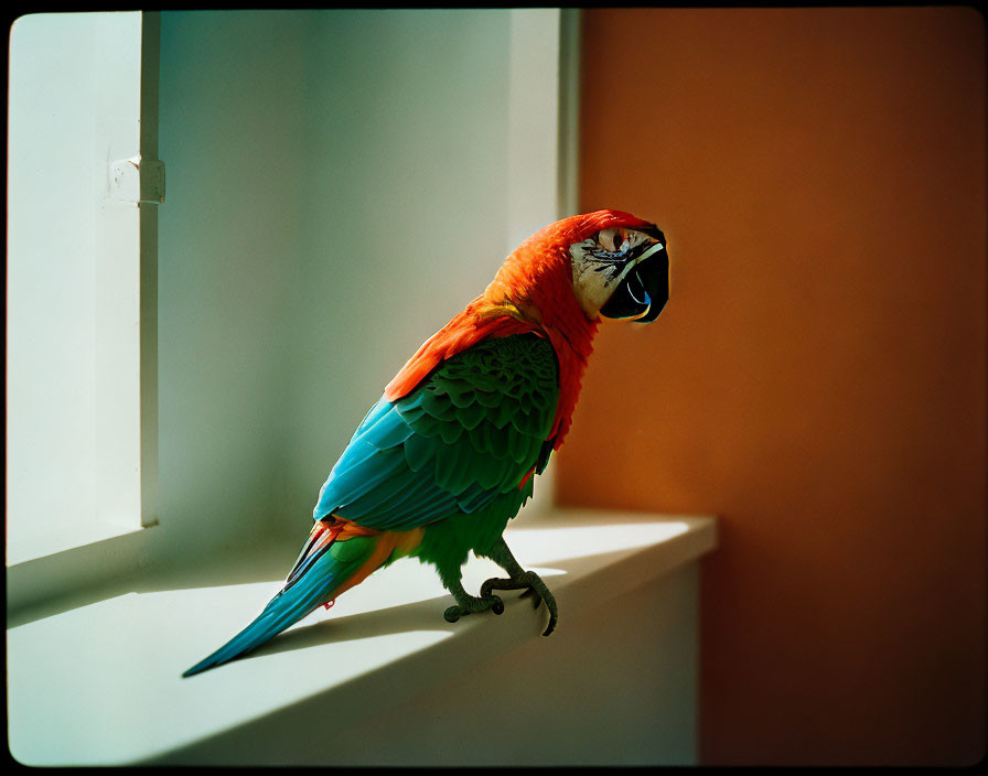 Colorful Macaw with Red, Yellow, and Blue Plumage Perched in Sunlight