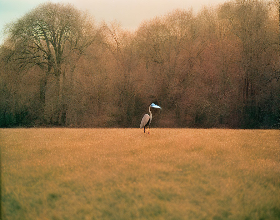 Solitary Heron in Golden Field with Leafless Trees