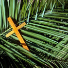 Detailed View of Vibrant Green Palm Leaf Patterns on Dark Background