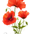 Three vibrant orange poppies and blue butterflies on black background