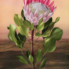 Vibrant pink flower with yellow center and water droplets on reddish background