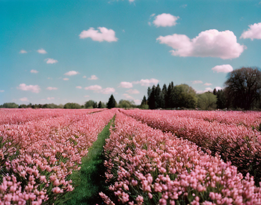 Scenic pink flower field with path, trees, and blue sky