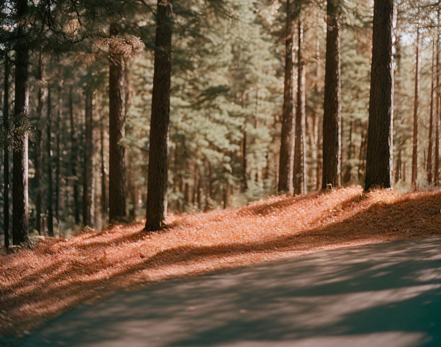 Tranquil forest scene with fallen leaves and sunlight filtering through pine trees