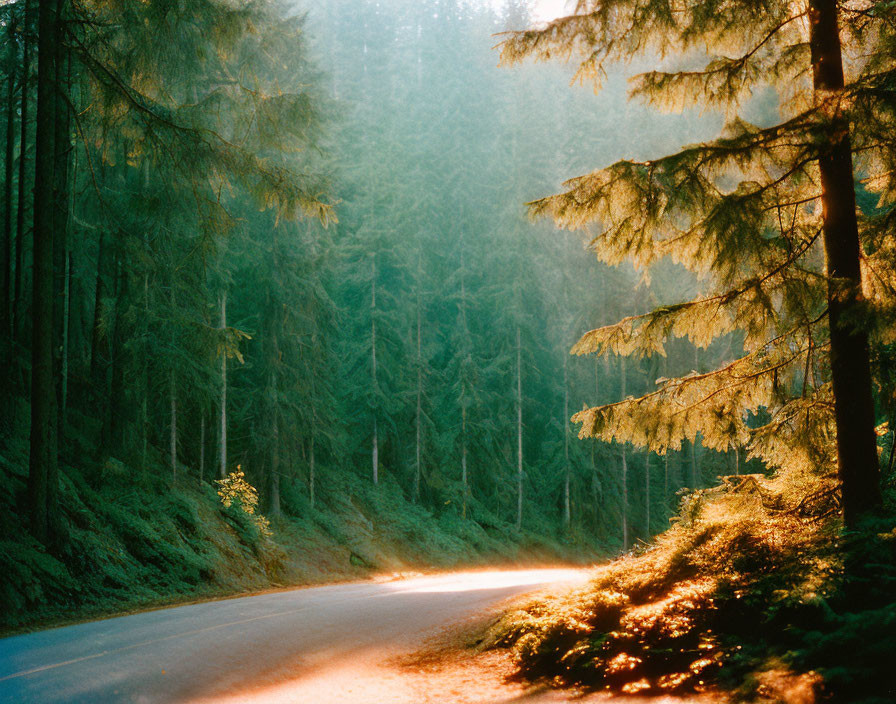 Forest road illuminated by sunlight through tall pine trees