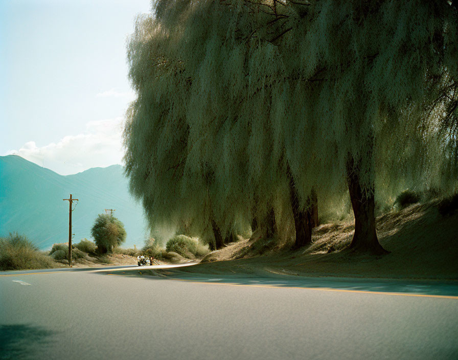 Tranquil road with weeping willows, mountains on clear day