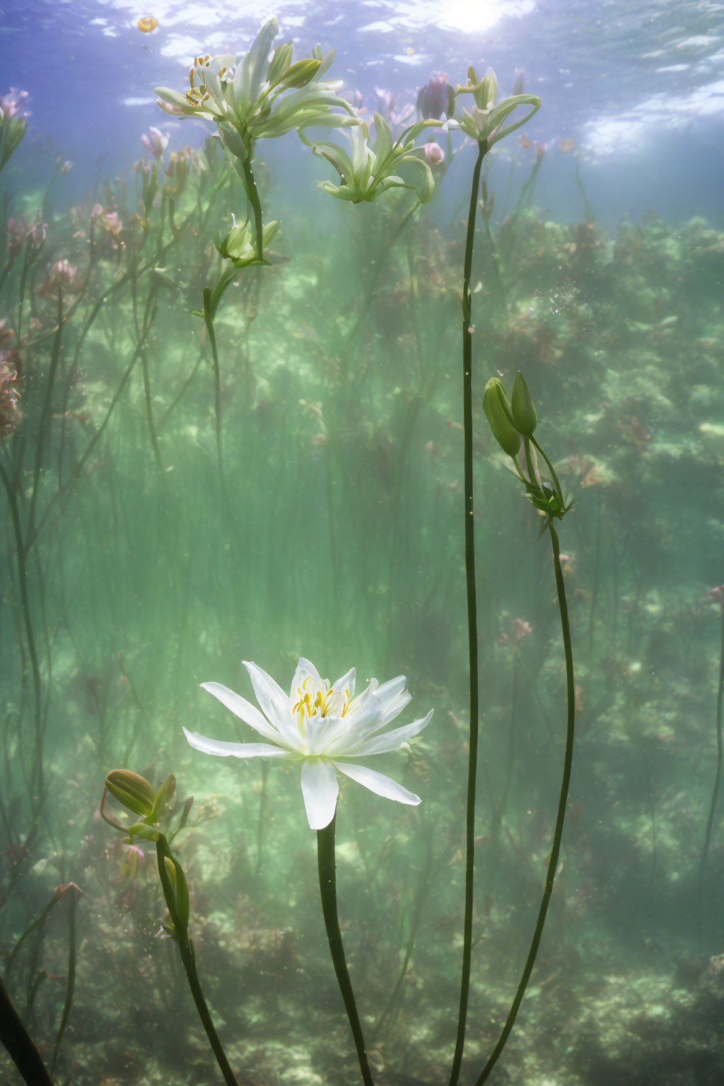 White Flower Aquatic Plants Submerged Underwater