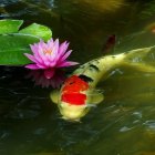 Vibrant koi fish and pink water lily in tranquil pond