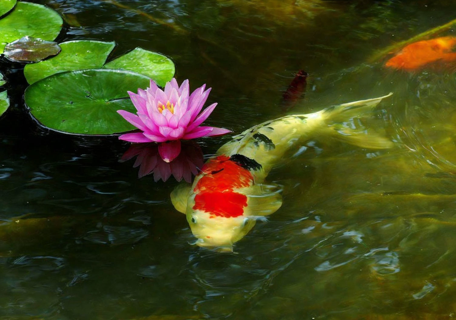 Vibrant koi fish and pink water lily in tranquil pond