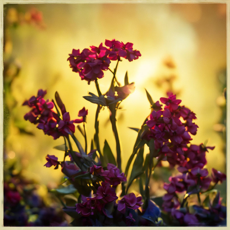 Purple flowers in golden sunlight with soft-focus background