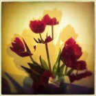 Purple flowers in golden sunlight with soft-focus background