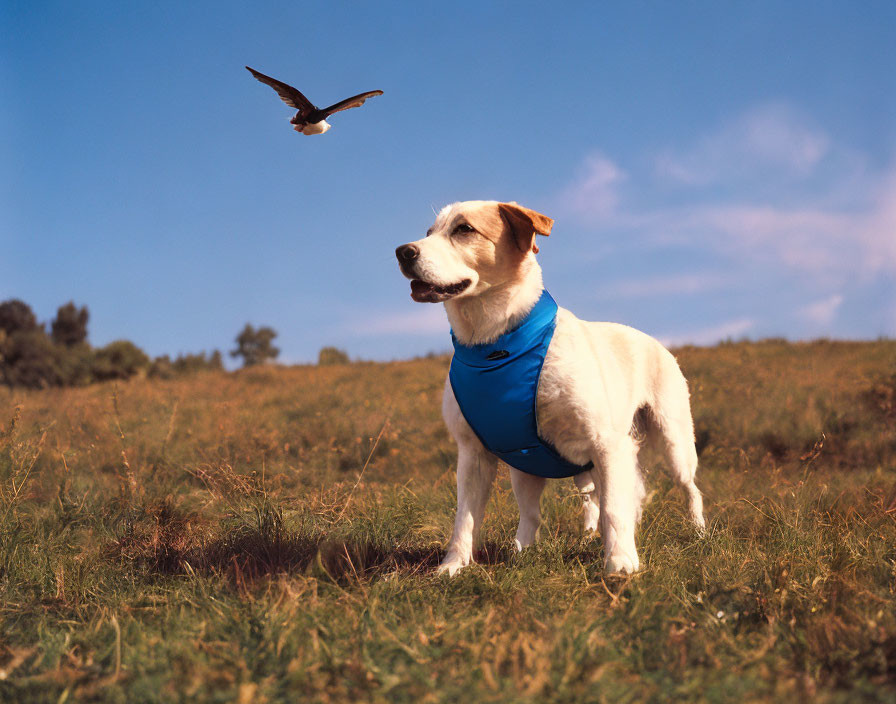 White and Tan Dog with Blue Bandana in Grassy Field with Bird Flying - Nature Scene