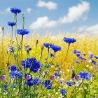 Blue Cornflowers in Green Grass with Dewdrops and Soap Bubbles