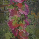 Vibrant pink hollyhock flowers on tall stalk in garden setting