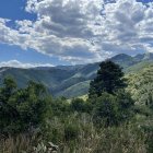 Surreal landscape with lush greenery, diverse flora, bird, topiary, dramatic clouds