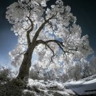 Glowing blossoms on mystical tree in starry night