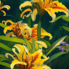 Yellow lilies with orange speckles in lush green foliage and floating lights