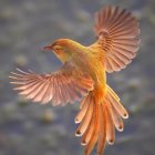 Colorful Bird in Mid-Flight with Orange, Brown, and Blue Feathers