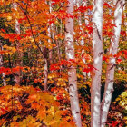 Autumn forest with white-barked birch trees and vibrant orange leaves.