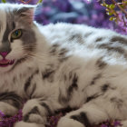 Long-haired White Cat with Grey Stripes and Blue Eyes on Tree Branch