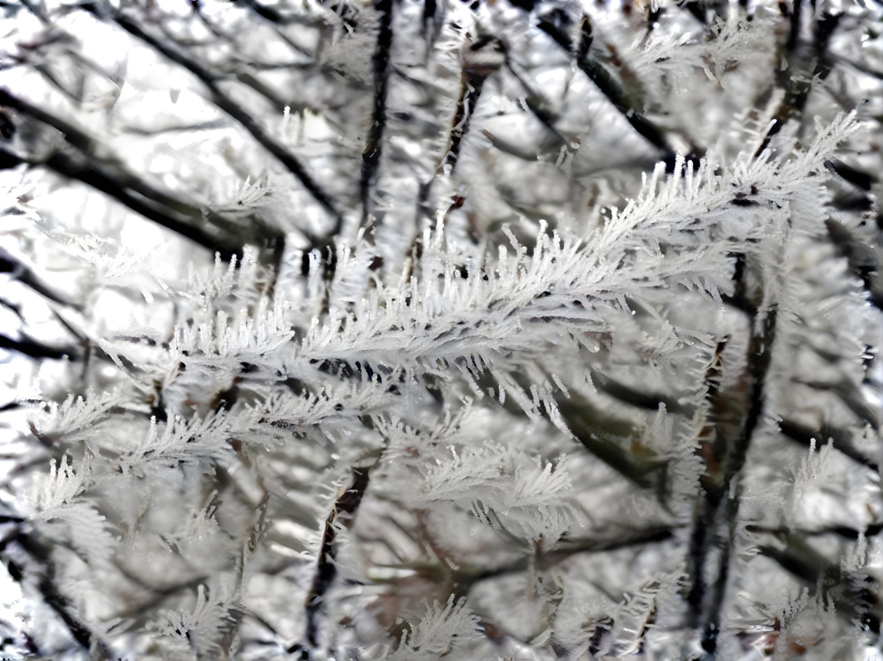 givre x givre