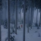 Snow-covered Winter Forest Scene with Gentle Snowfall