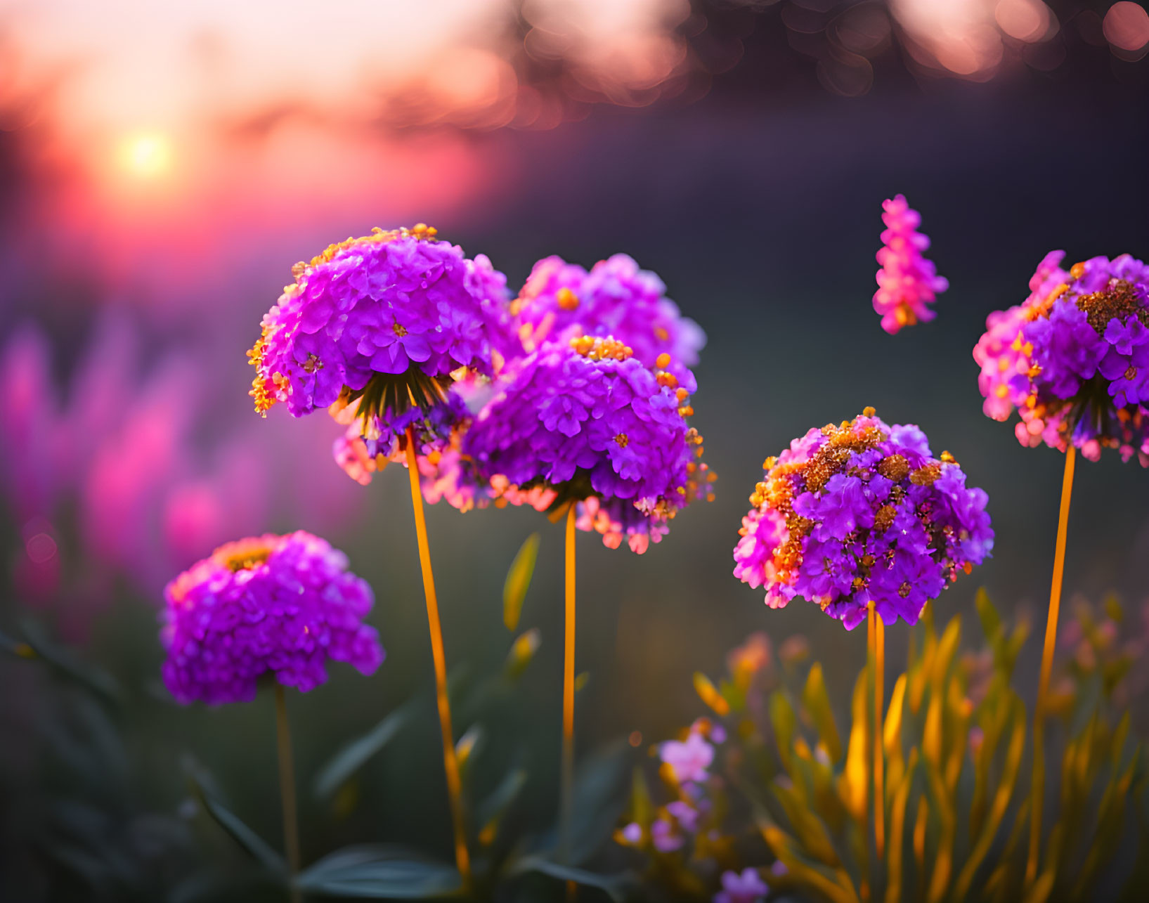 Vibrant pink flowers against soft sunset backdrop