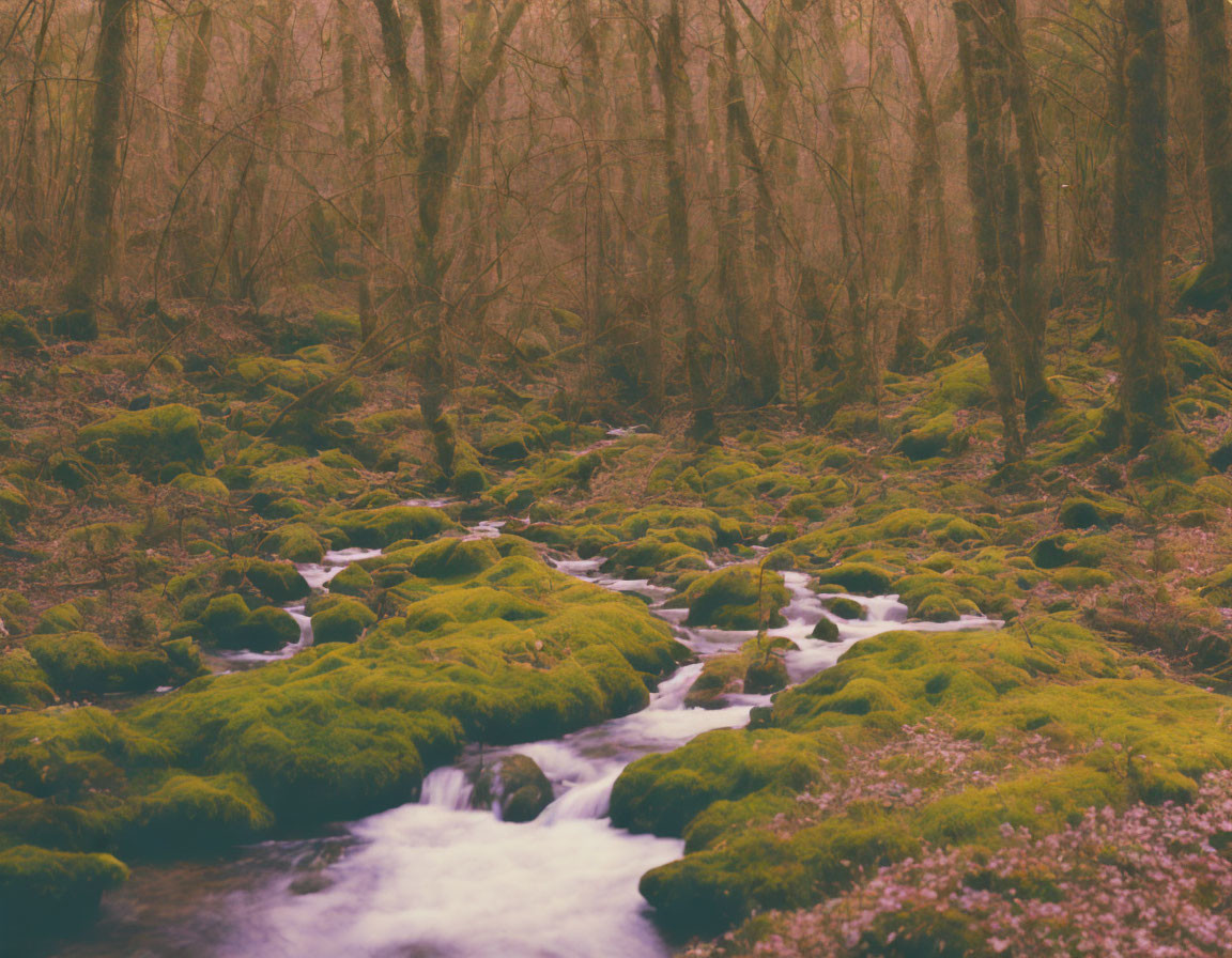 Tranquil forest scene with stream, moss-covered rocks, and bare trees