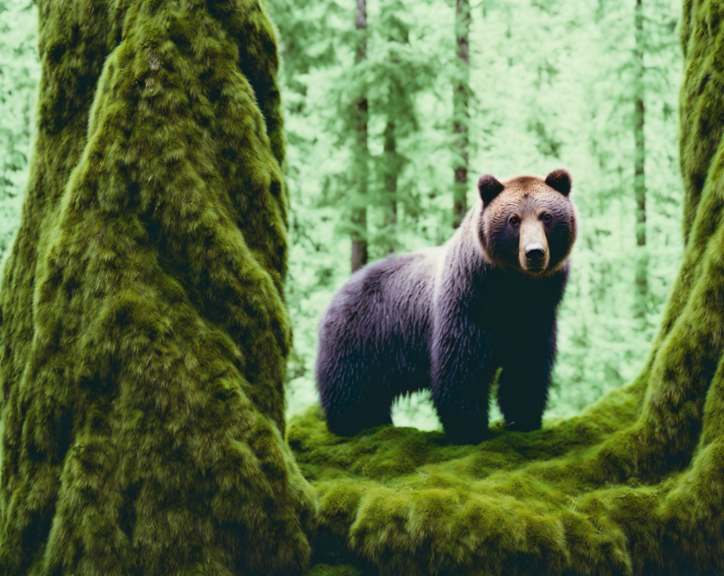 Brown bear in lush green forest with moss-covered trees