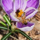 Purple crocus flower in bloom on rocky brown earth