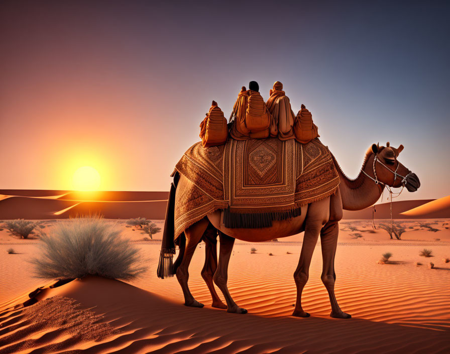 Ornately adorned camel in desert at sunset