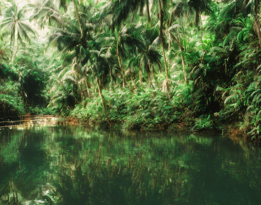 Tropical Forest with Dense Foliage Reflecting on Tranquil Water