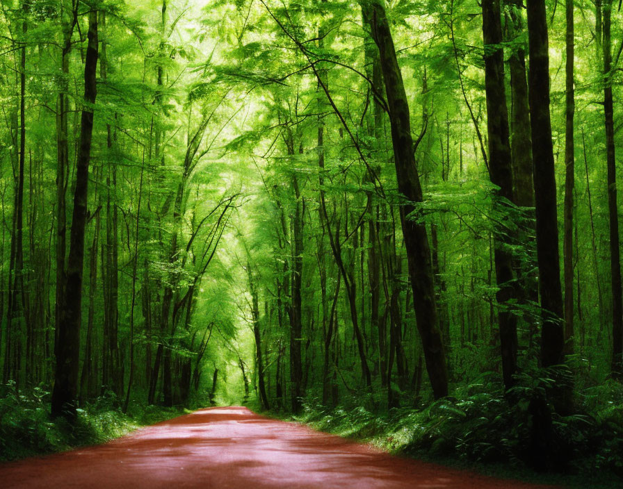 Tranquil Forest Path with Sunlit Foliage