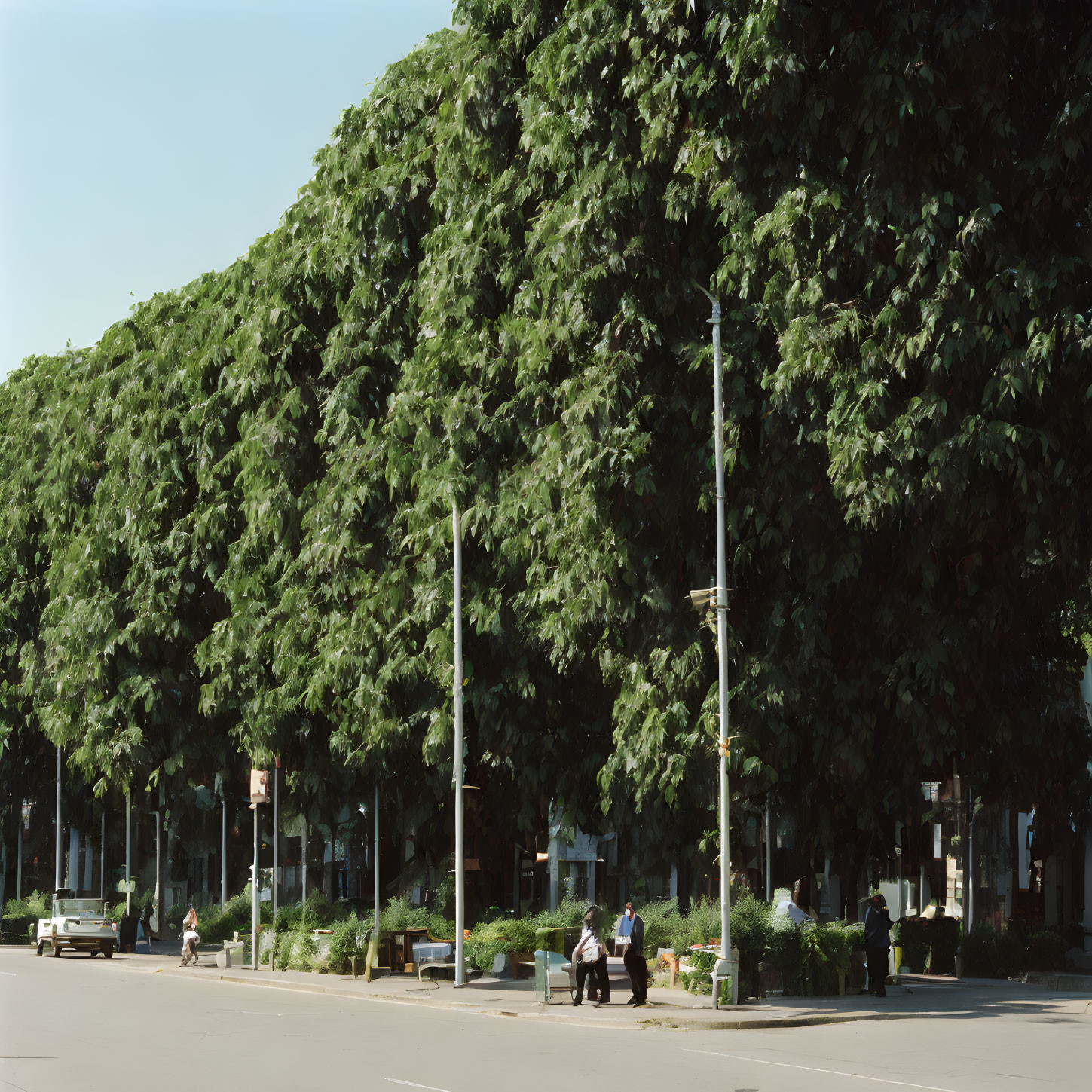 Scenic urban street with trees, benches, cars, and street lamps