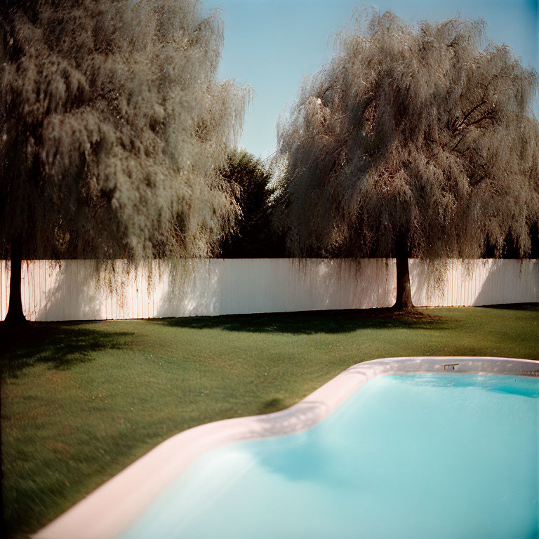 Tranquil suburban backyard with swimming pool, white fence, and weeping willow trees in soft