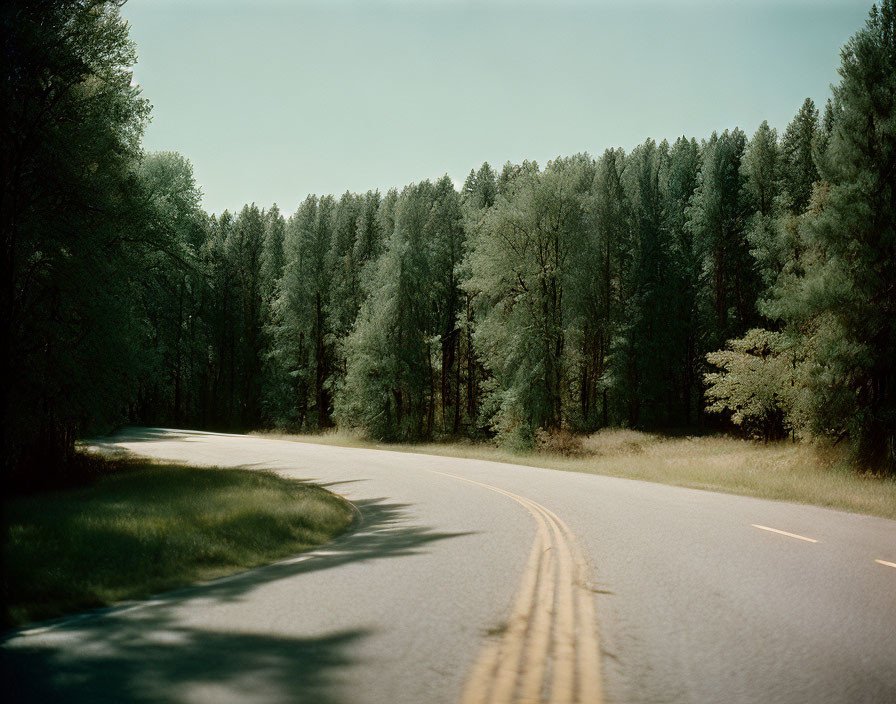 Scenic winding road through dense forest of tall trees